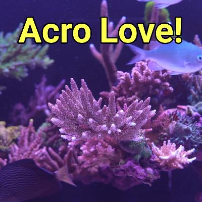 What I Learned From My Visit to Yorkshire Reefs | The Prestige Reef Dork Show Ep 107