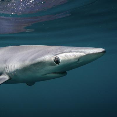 Shark is on the menu for millions of Brazilians, but few know