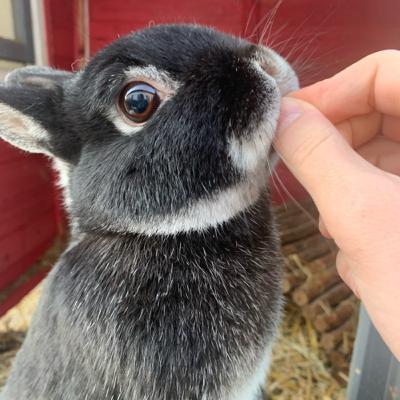 Kaninchen Tricks beibringen//Wie es geht und was für Tricks geeignet sind♥️