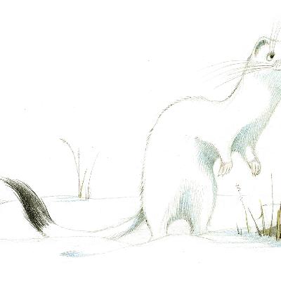 "Erminio l’ermellino"