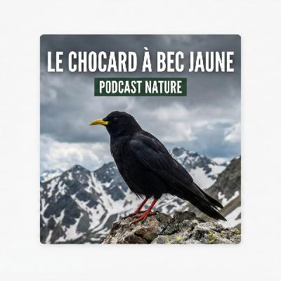 ❄️ Le pirate des cimes (ne l'appelez pas Corbeau !)