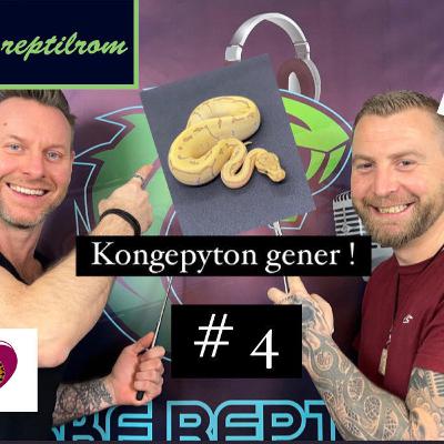 REPTILPRAT # 4 Kongepyton gener med Crazy Norwegian Reptiles og SnakeUtopia