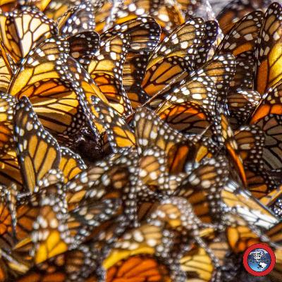 The Monarch Butterfly Migration