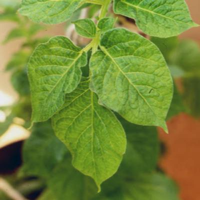 Potyvirus