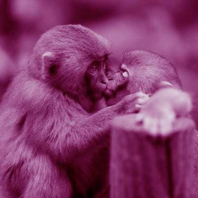 אלף נשיקות לך אהובתי