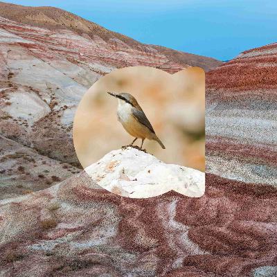 The art of bird tourism in Azerbaijan