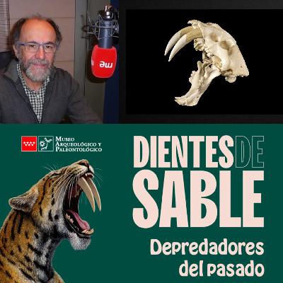 Más cerca - Félidos dientes de sable, formidables depredadores prehistóricos - 04/02/2026