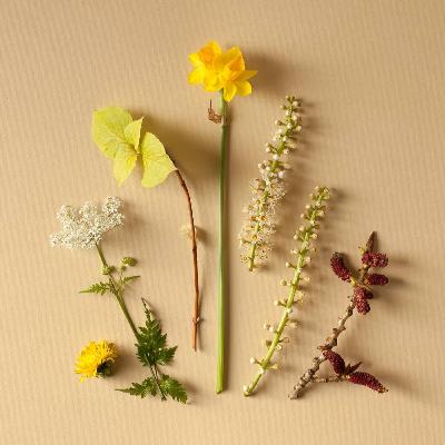 Para decir por fin la primavera
