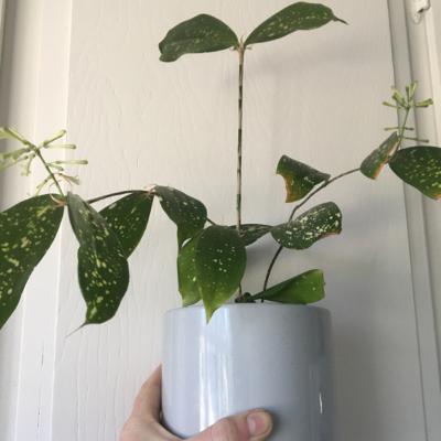 Episode 7: Stevie Nicks the Dracaena Gold Dust