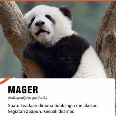 Panda-mie