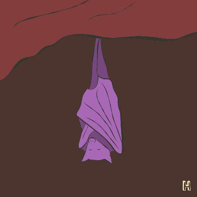 #4 - Beto, o belo morcego adormecido