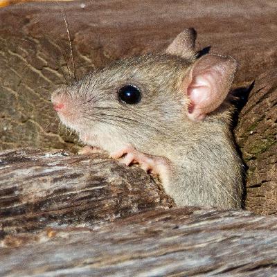 Journalism's Coverage of Research on Unwilling Subjects: Hosts Carrie & Melody Discuss the Role of News in an Animal-Free Research Future