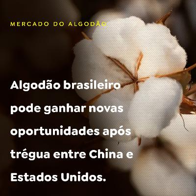 Algodão brasileiro pode ganhar novas oportunidades após trégua entre China e Estados Unidos