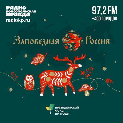 «Жертвы уличных фотографов и богачей»: Как под Санкт-Петербургом выхаживают тигров со всей страны «Жертвы уличных фотографов и богачей»: Как под Санкт-Петербургом выхаживают тигров со всей страны