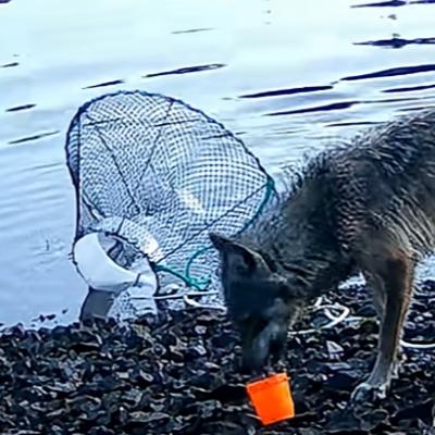 Lobos que no usan herramientas (pero casi)