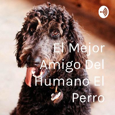 Información acerca de los perros