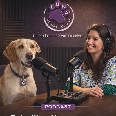 🐾 ¿Existe realmente una edad ideal para esterilizar a un perro?