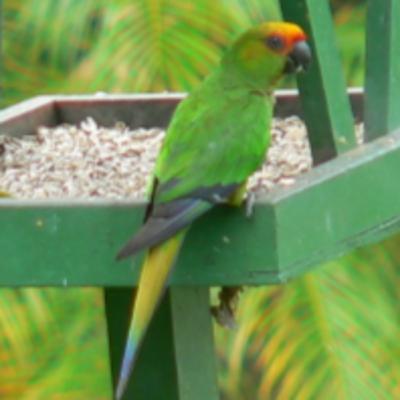 187 Itubera, Brazil - Search for Bahia Tapaculo 187 Itubera, Brazil - Search for Bahia Tapaculo