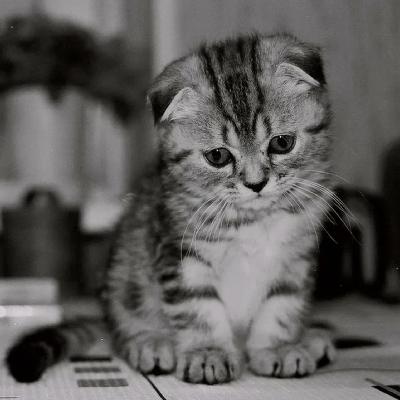Принятие чувства жалости