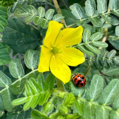 在大自然裡進行美感教育