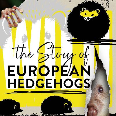 The Secret Sound that Hedgehogs Hear