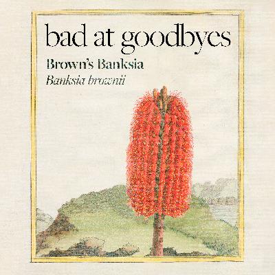 Brown's Banksia