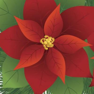 LA FLOR DE NOCHE BUENA