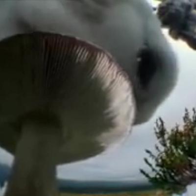 Noorderzon 10: Paddenstoelen van vorig jaar