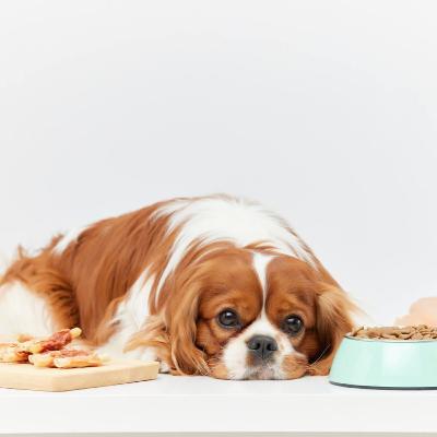 Papo Sobre Pets - Você sabia que pets também podem ter alergia alimentar?