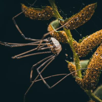Episode 69 Harvestman
