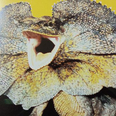 The Best Defence is a Weird Offence, Will hunt for food, Reptile Hall, Checking out crocs