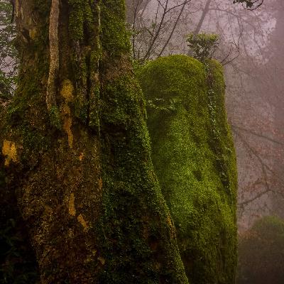 FOREST RAIN • A Delicate & Relaxing Background Noise to Help Study