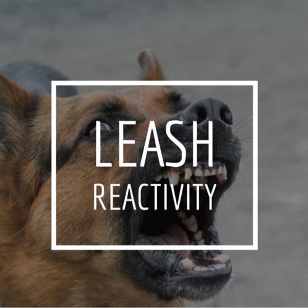 Leash Reactivity Leash Reactivity
