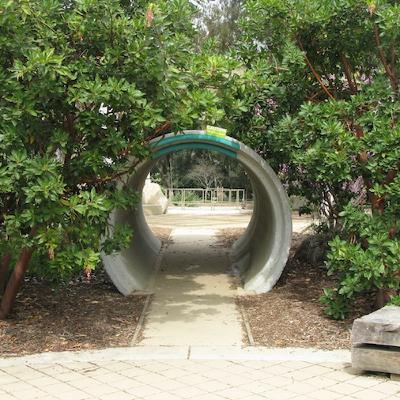 Tree People and the Rain