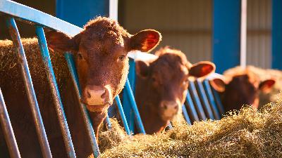Trump Post on Cattle Industry is Incorrect Trump Post on Cattle Industry is Incorrect