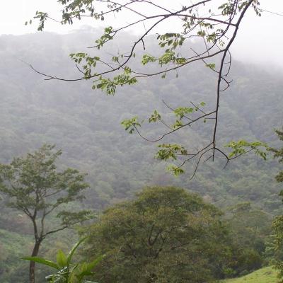 Güasamamayas News Güasamamayas News