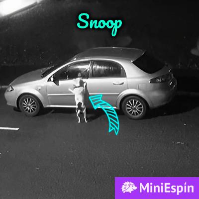 Le dijo que irían a jugar, pero todo era mentira, este perrito no regresaría a casa