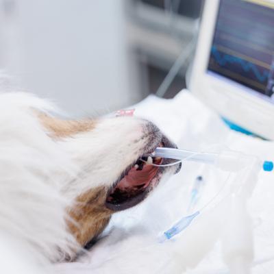 Cracking the Capnography Code Cracking the Capnography Code