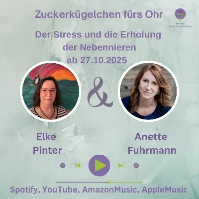 Der Stress und die Erholung der Nebennierem Der Stress und die Erholung der Nebennierem