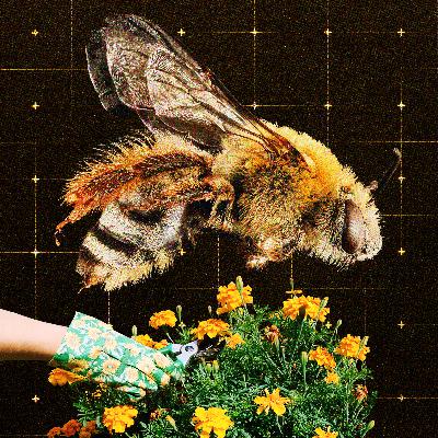 The Swarm of People Intent on Saving Our Bees