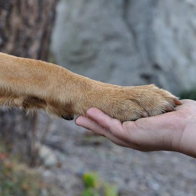 Tranquil Paws: Deep Relaxation for Serene Pets