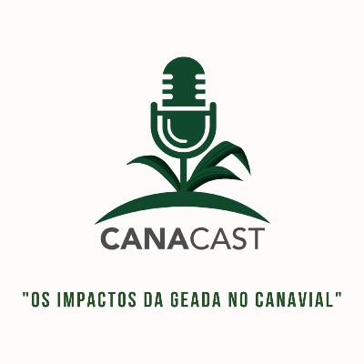 OS IMPACTOS DA GEADA NO CANAVIAL