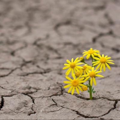 Vamos colocar sementes de esperança e amor em tantos vazios. Mensagem Padre Nilson José dos Santos da Paróquia São Luiz Gonzaga em Volta Redonda, Rio de Janeiro