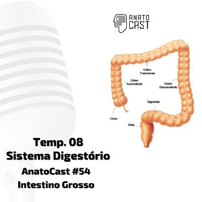 AnatoCast #54 - Intestino Grosso AnatoCast #54 - Intestino Grosso