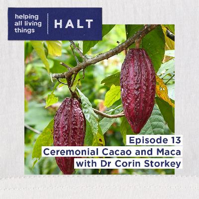 Ceremonial Cacao And Maca - Dr Corin Storkey