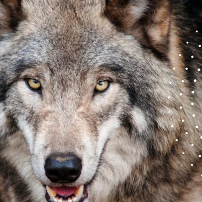 Canis Lupus: The Intricate Social and Ecological Dynamics of the Wolf