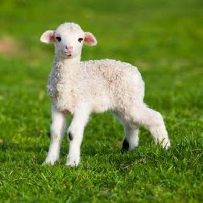 Bienaventurados los mansos Bienaventurados los mansos