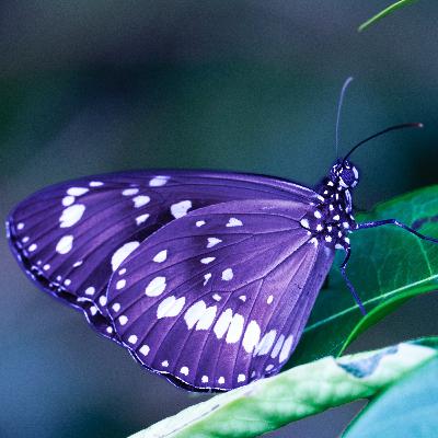 A DivPat Backstory: "La Mariposa Guerrera"