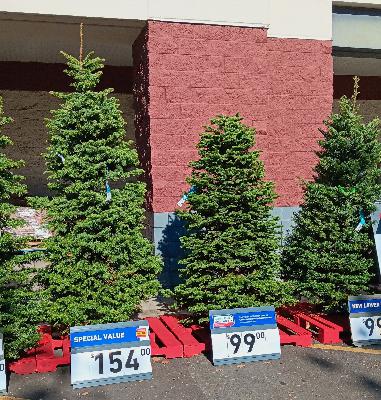 Cut Christmas Tree Care Tips Cut Christmas Tree Care Tips