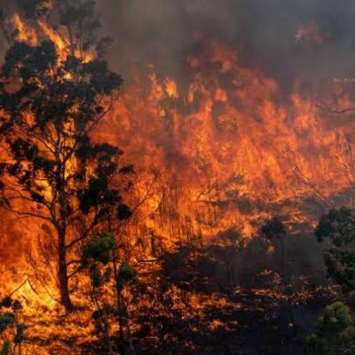 Black Summer Bushfires